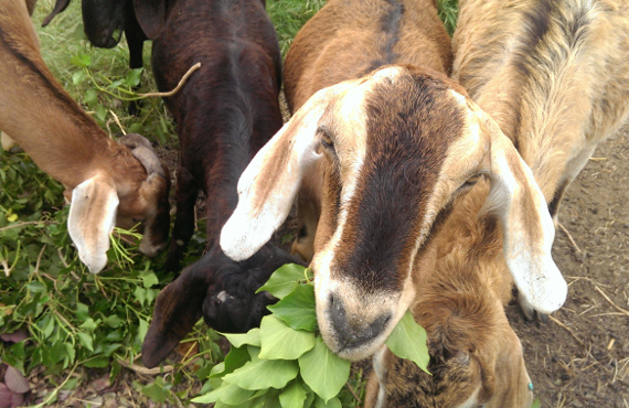 The Longmead goats