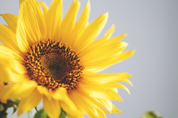 Sunflower. Sometimes images are just there to look nice.